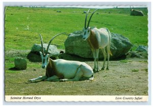 Vintage Scimitar Horned Oryx Lion Country Safari. Postcard 7GE