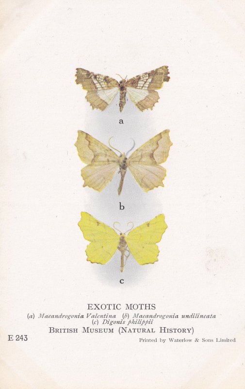 Digonis Philippi Philippines Maeandrogonia Rare Exotic Moths Postcard