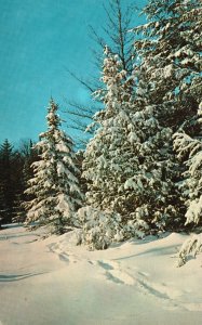 Tracks Among Snow-Capped Pines Bennington Vermont Pub Garrison Vintage Postcard