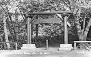 MUIR WOODS NATIONAL PARK CA CALIFORNIA~LOT OF 8 1940s REAL PHOTO POSTCARDS