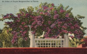 Vintage Postcard 1954 An Arbor of Purple Bougainvillea Florida Tropical Series