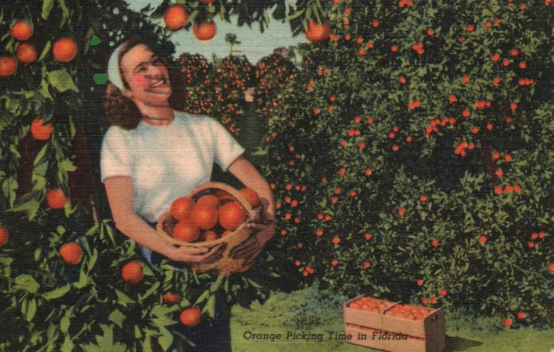 Orange Picking Time in Florida