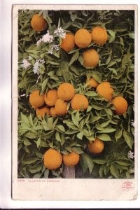 Cluster of Oranges, Detroit Publishing, 1