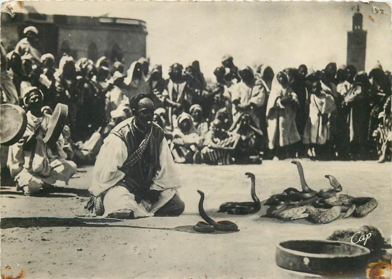 Snakes charmer photo postcard North Africa