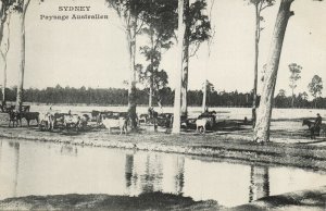 australia, NSW, SYDNEY, Landscape with Cows (1900s) Postcard