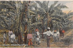 Banana Plantation, Jamaica, Early Postcard, Unused