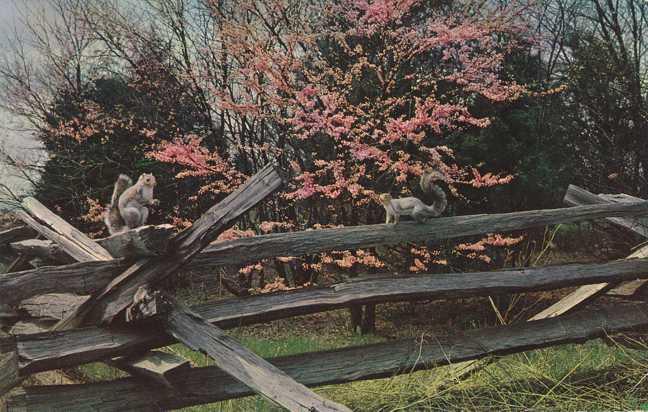 Squirrels on Fence - pm 1971 at Wardensville, West Virginia