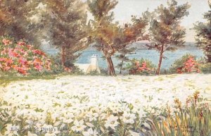 St Davids Island Bermuda Lily Field CF Tucker Vintage Postcard AA14744