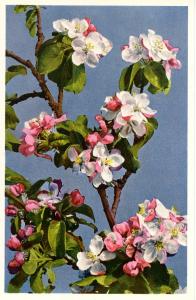 Flowers -  Apple Tree                             (Thor & Gyger #2673)