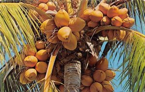 Coconut Palm Jamaica 1967 