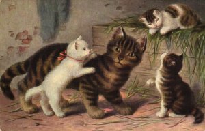 PC CATS, A FAMILY OF CATS IN THE BARN, Vintage Postcard (b47213)