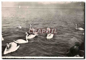 Modern Postcard Swans and Vollie s on Lake Leman