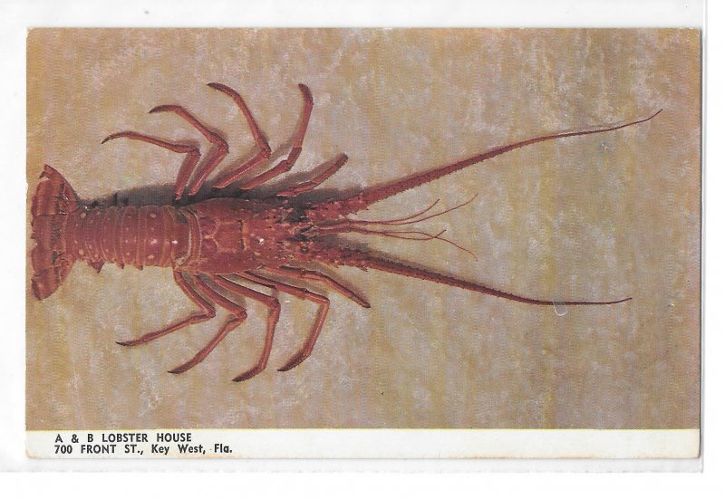 Key West FL Seafood Restaurant A & B Lobster House Vintage Postcard