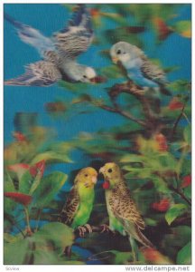 3-D, Four Parakeets, 50-70s