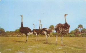 Boca Raton Florida Ostriches, Africa USA, Chrome Postcard