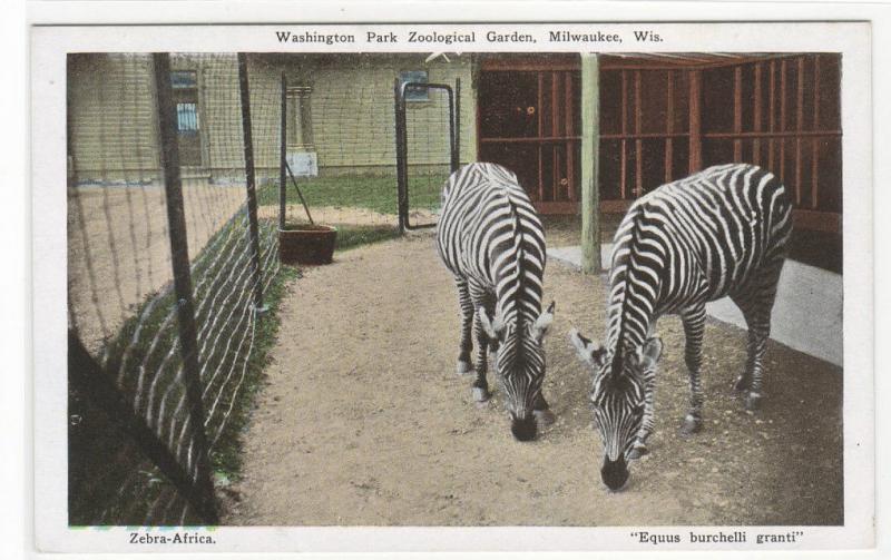 Zebra Washington Park Zoo Milwaukee Wisconsin postcard