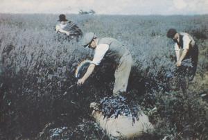 Hitchin Lavender Farming Harvest in 1920 Hertfordshire Postcard