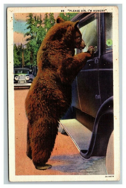 Vintage 1940's Curteich Linen Postcard - Bear pestering motorists for food