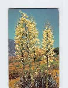 Postcard Yucca