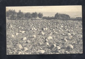 DELTA COLORADO PUMPKIN FIELD FARMING TO CARP LAKE MICHIGAN VINTAGE POSTCARD
