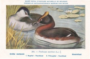 Horned Grebe Podiceps Auritus WW2 Bird Rare Postcard