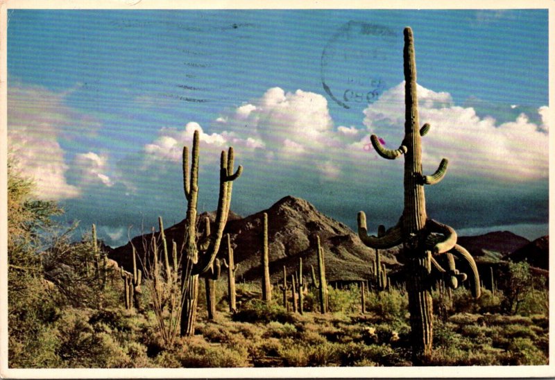 Cactus Giant Saguaros In Arizona 1980