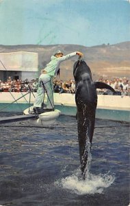 Marineland of the Pacific, Pilot Whale Southern Caifornia, USA Fish / Sea Mam...