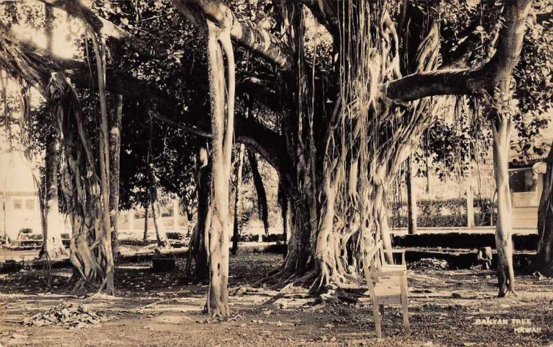 Hawaii Banyan Tree Real Photo Antique Postcard J63930