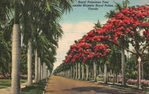 Vintage Postcard 1947 Royal Poinciana Tree Amidst Majestic Palm Trees Florida FL