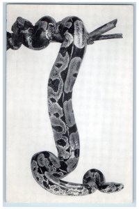 c1910 Chicago Natural History Museum Boa Constrictor Albert Harris Hall Postcard