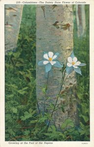 Columbine State Flower of Colorado - Growing at Foot of the Aspens - Linen