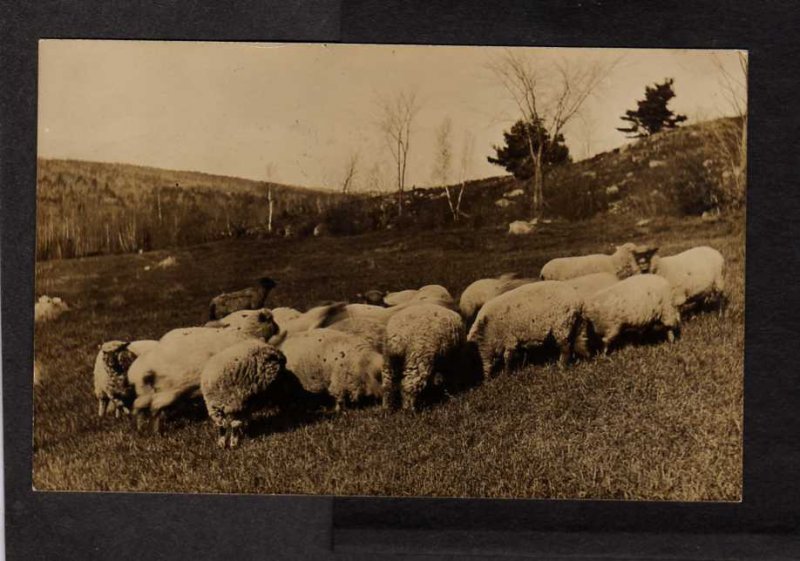 ME Sheep Bangor and & Boston RPO Real Photo RPPC Postcard Maine