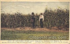 Corn Farming, Farm, Farmer  Unused 