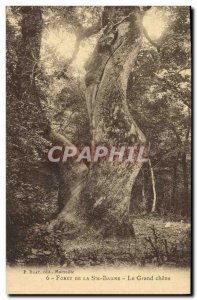 Postcard Old Forest Tree of Ste Baume The large oak