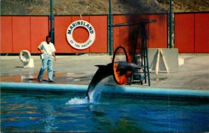 Dolphins Bottle Nosed Dolphin Zippy Jumping Through Flaming Hoop Marineland O...