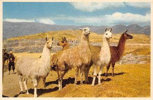 Group Of Llamas Llama Unused 