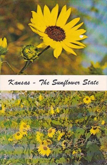 Kansas State Flower is The Sunflower State Kansas