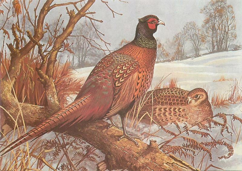 Pheasant bird postcard