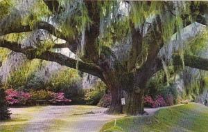 South Carolina Charleston Middleton Gardens The Famous Middleton Oak