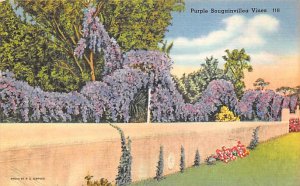 Purple Bougainvillea Vines - Flowers, Florida FL  