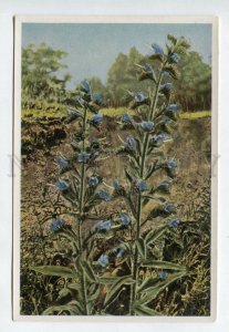 427919 Flower Echium vulgare Vintage Sammelwerk Tobacco Card w/ ADVERTISING