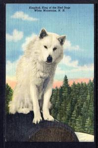 Kingikok,King of the Sled Dogs,White Mountains,NH