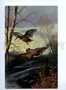 182874 Bird hunting woodcock by HELLER Vintage postcard