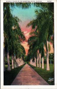 Scenic Florida postcard -Stately Palms in the Sunshine State