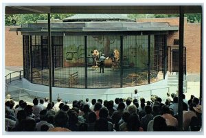 c1960 Lion Show Forest Park Zoo Animal Exterior St. Louis Missouri MO Postcard