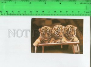 474432 USSR 1986 year circus trained tiger cubs Original old Pocket CALENDAR