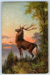 c1910's Buck Deer Nature Scene Switzerland Unposted Vintage Postcard