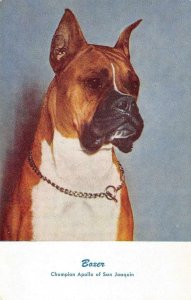 BOXER Champion Apollo of San Joaquin Dog c1950s Chrome Vintage Postcard