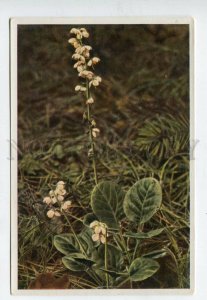 427997 Flower Pirola rotundifolia Vintage Sammelwerk Tobacco Card w/ ADVERTISING