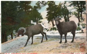 Vintage Postcard 1910's Rocky Mountain Sheep Male and Female Animals